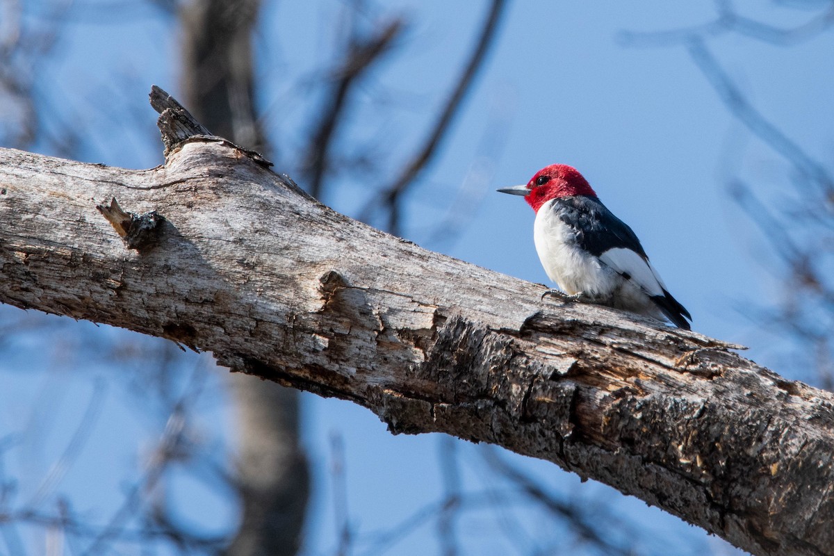 Red-headed Woodpecker - derek allard