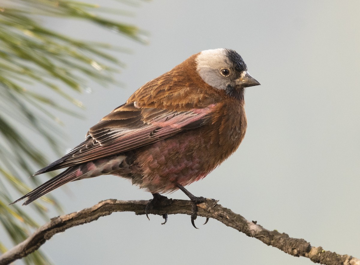 Gray-crowned Rosy-Finch - ML94449321