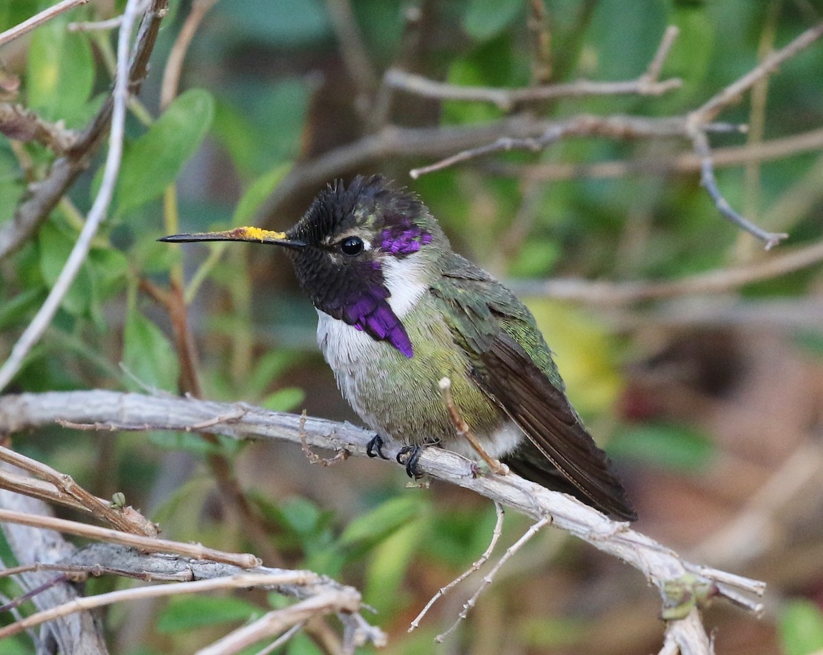 Costa's Hummingbird - Tom Benson