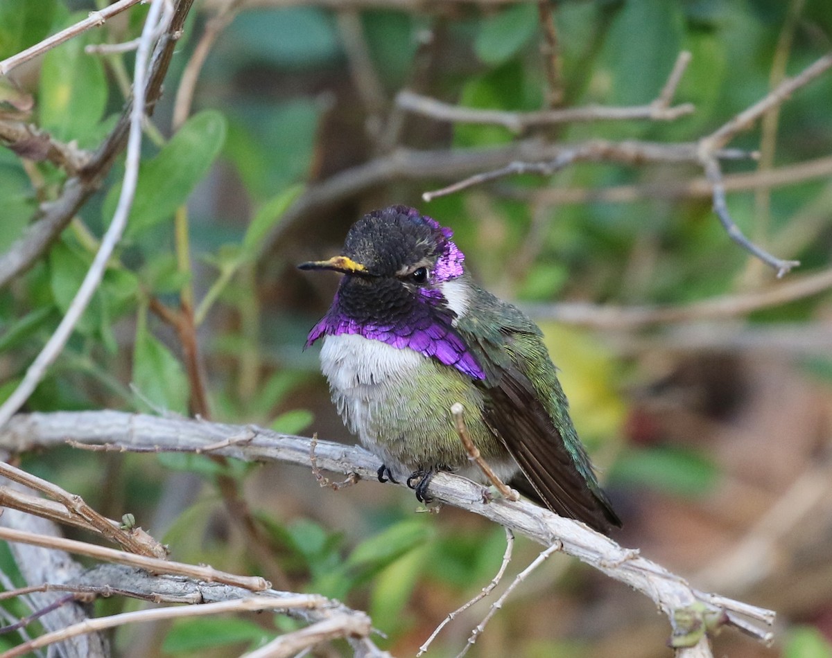 Costa's Hummingbird - ML94451091