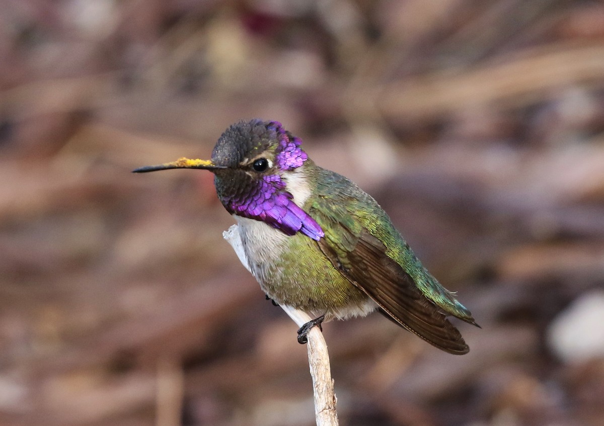 Costa's Hummingbird - ML94451101
