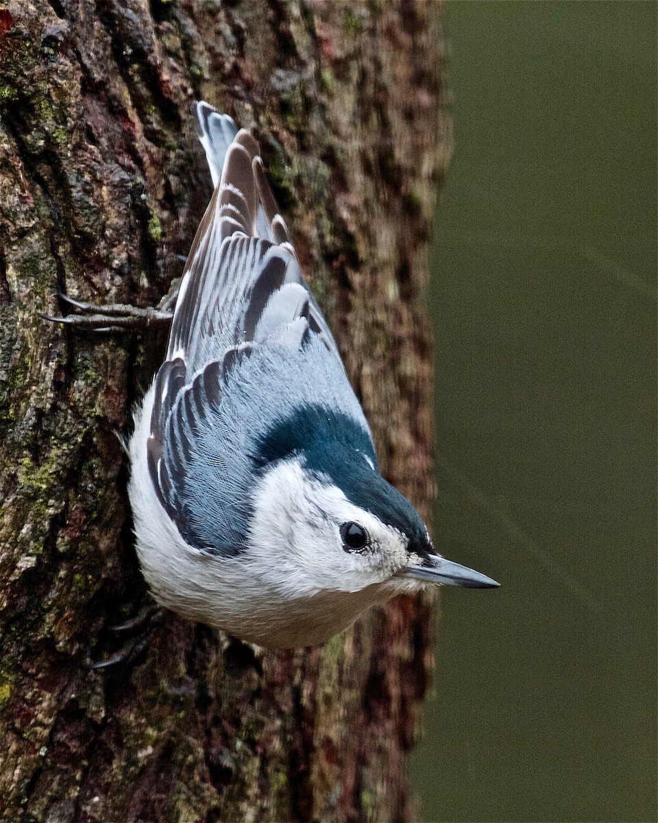 White-breasted Nuthatch - ML94451911