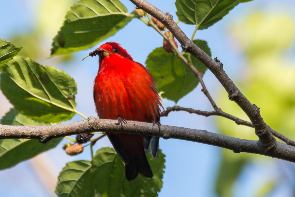 Scarlet Tanager - Camille Merrell