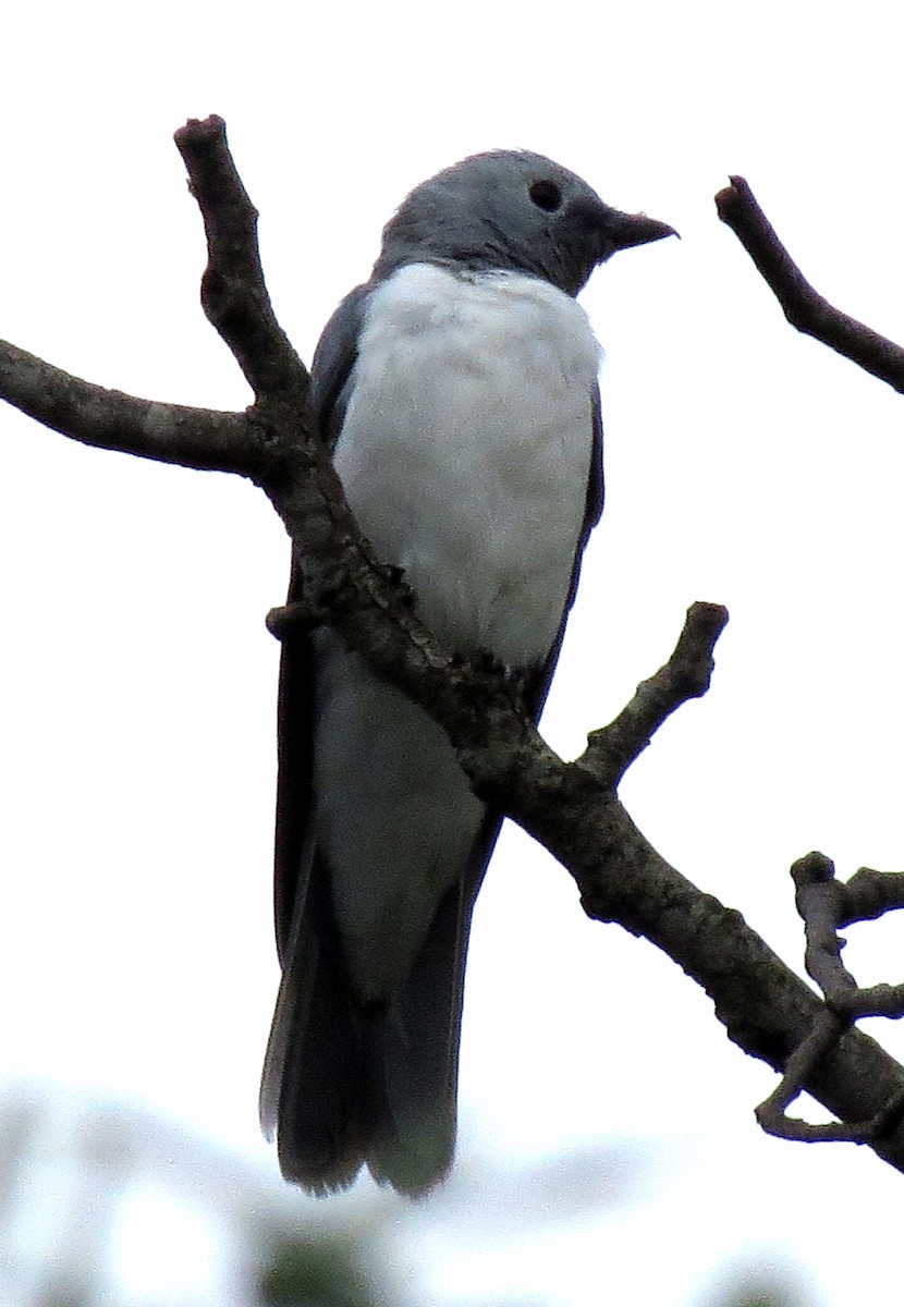 White-breasted Cuckooshrike - Pat McKay