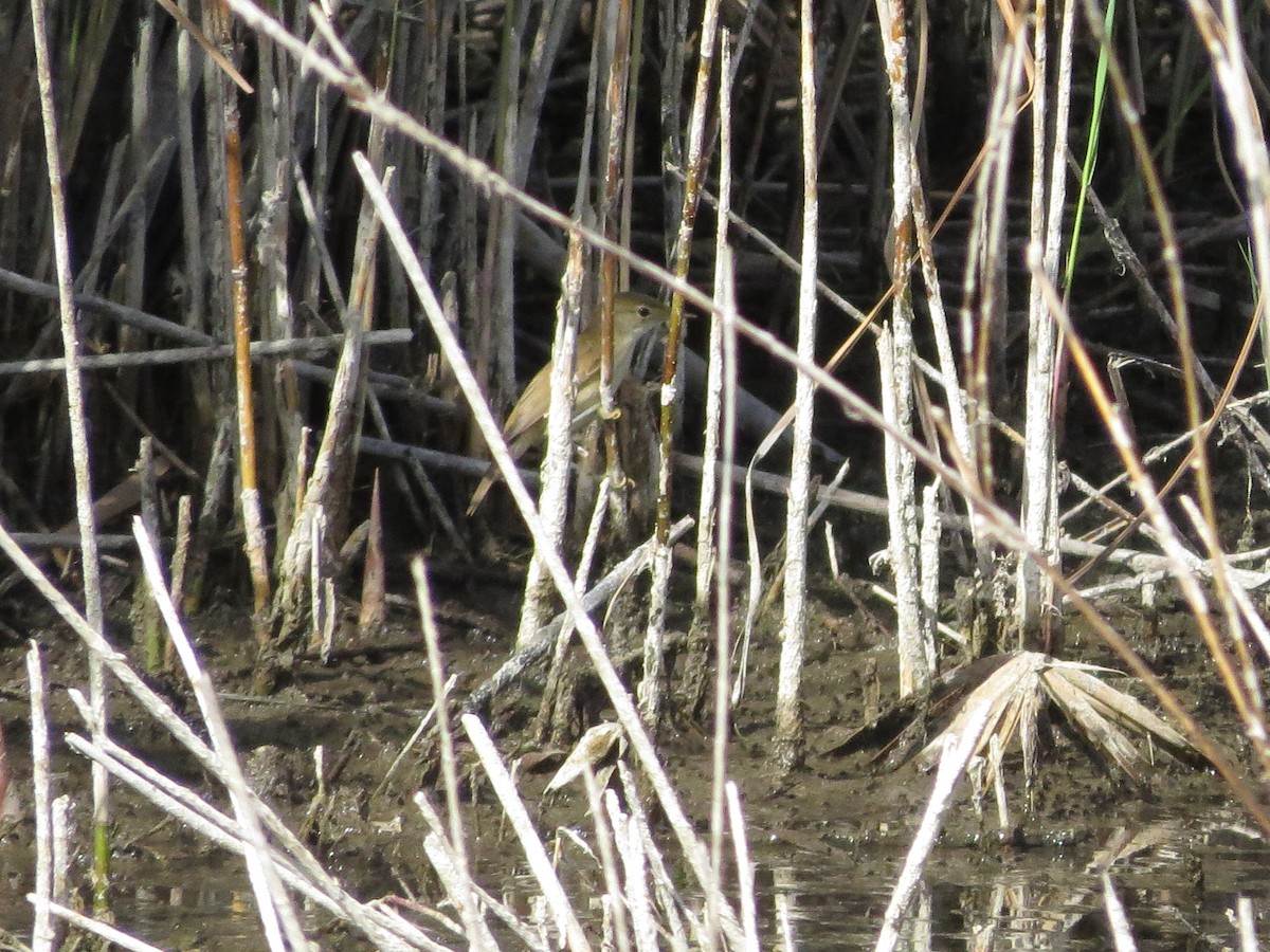 Common Reed Warbler - Eduardo Morano