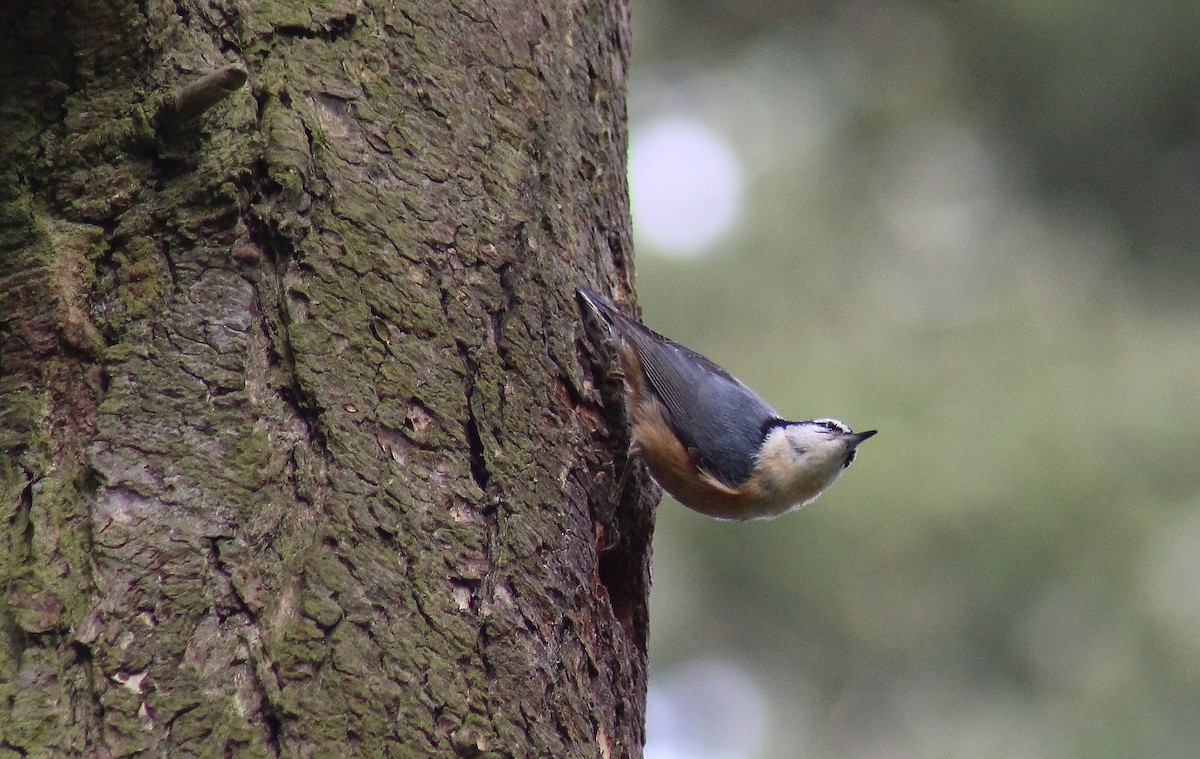 Red-breasted Nuthatch - Jon. Anderson