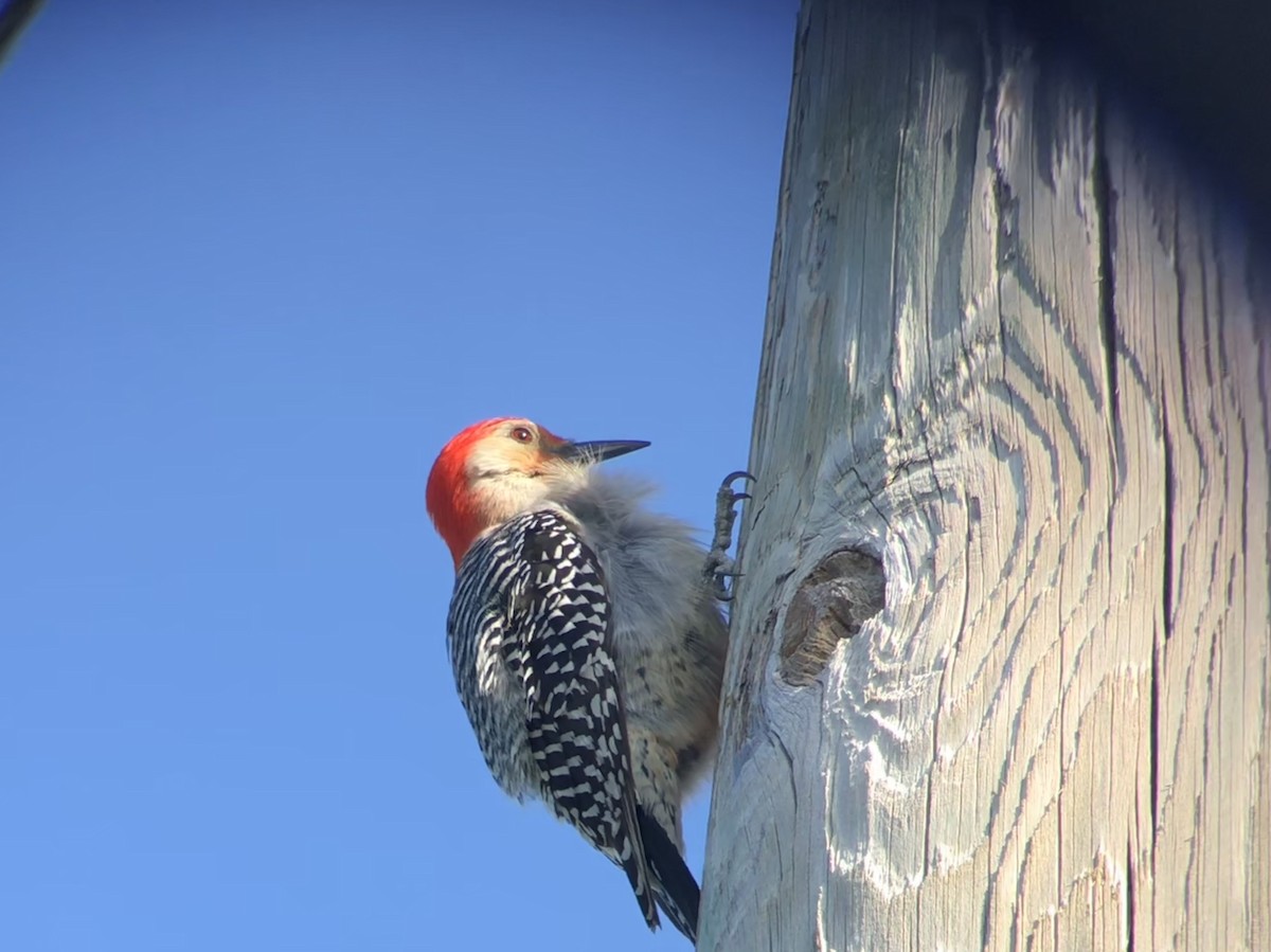 Red-bellied Woodpecker - Andrew Jacobson