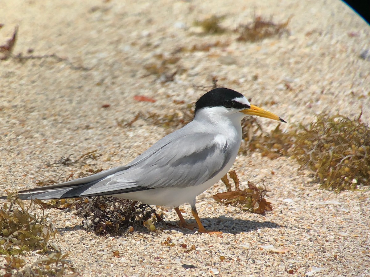 Least Tern - Andrew Jacobson