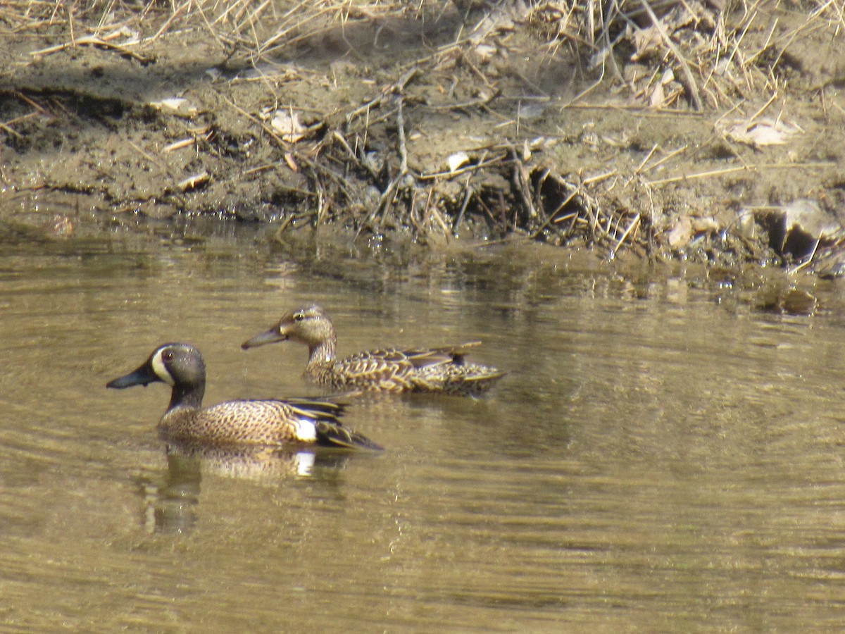 Blue-winged Teal - ML94471011