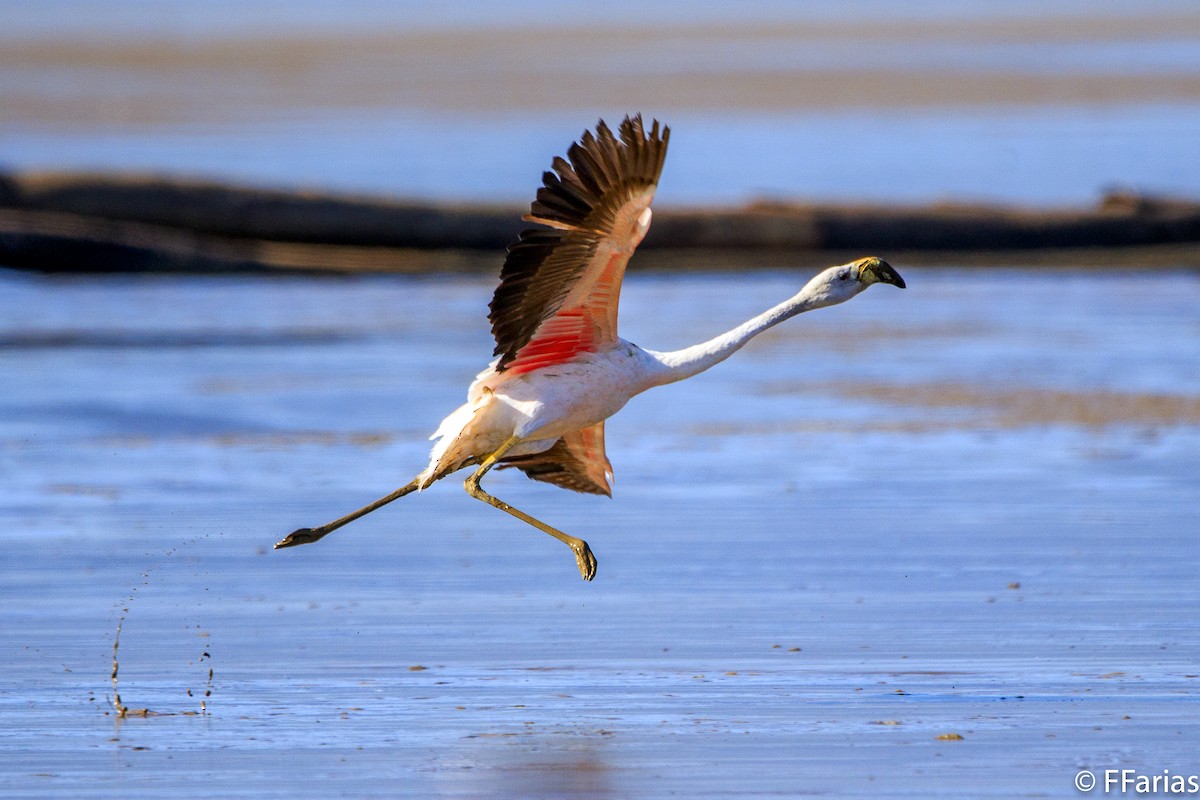 Andean Flamingo - ML94475441
