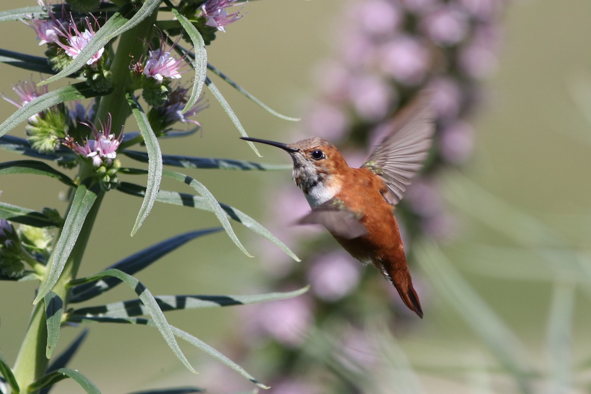 Rufous Hummingbird - Robert McNab