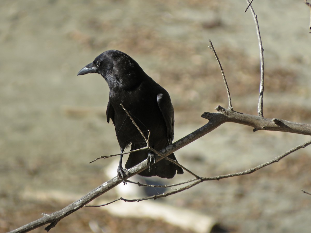American Crow - Tom Edell