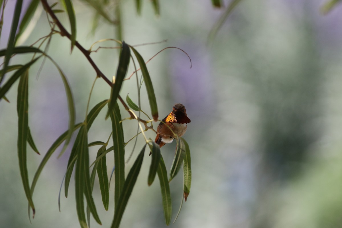 Allen's Hummingbird - Robert McNab
