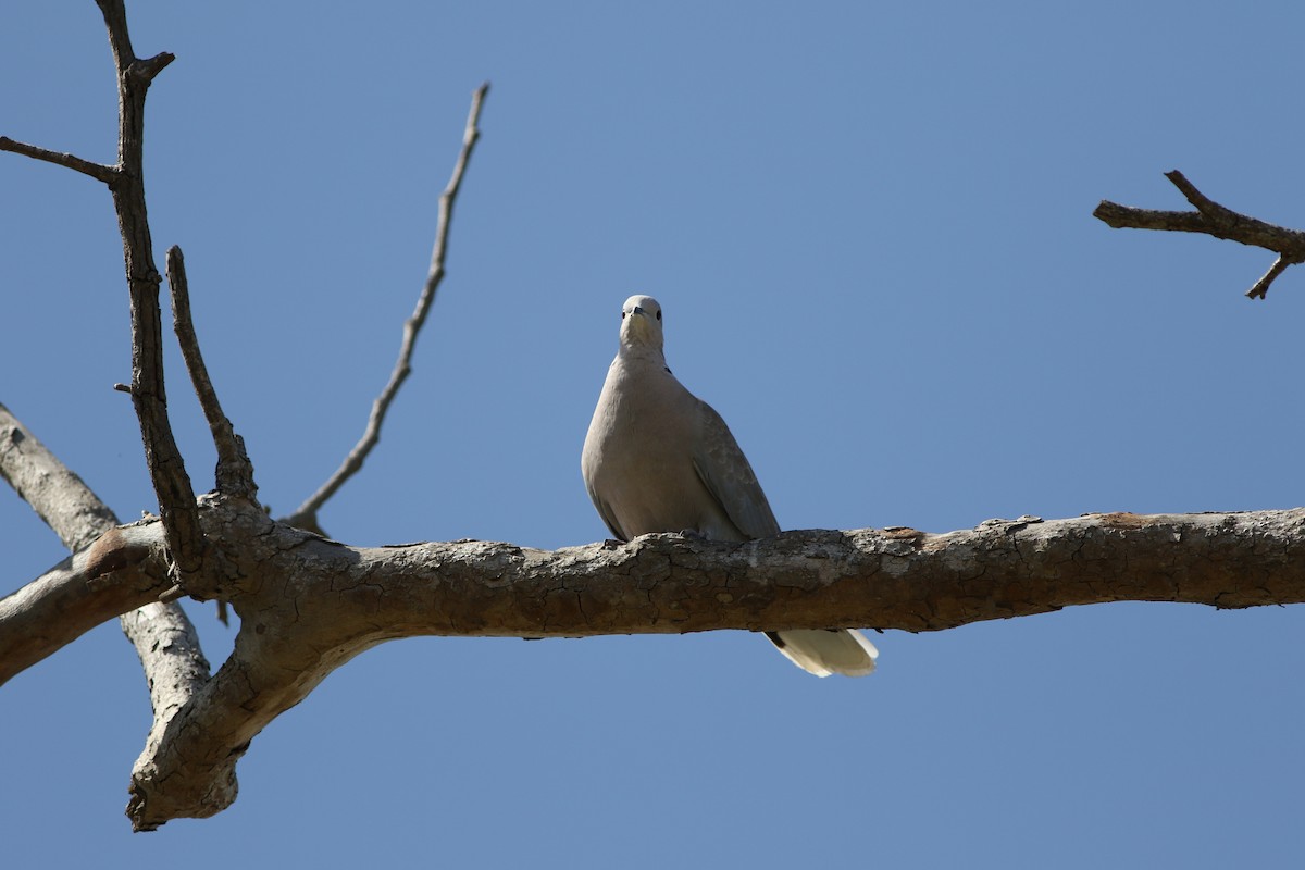 Eurasian Collared-Dove - Robert McNab