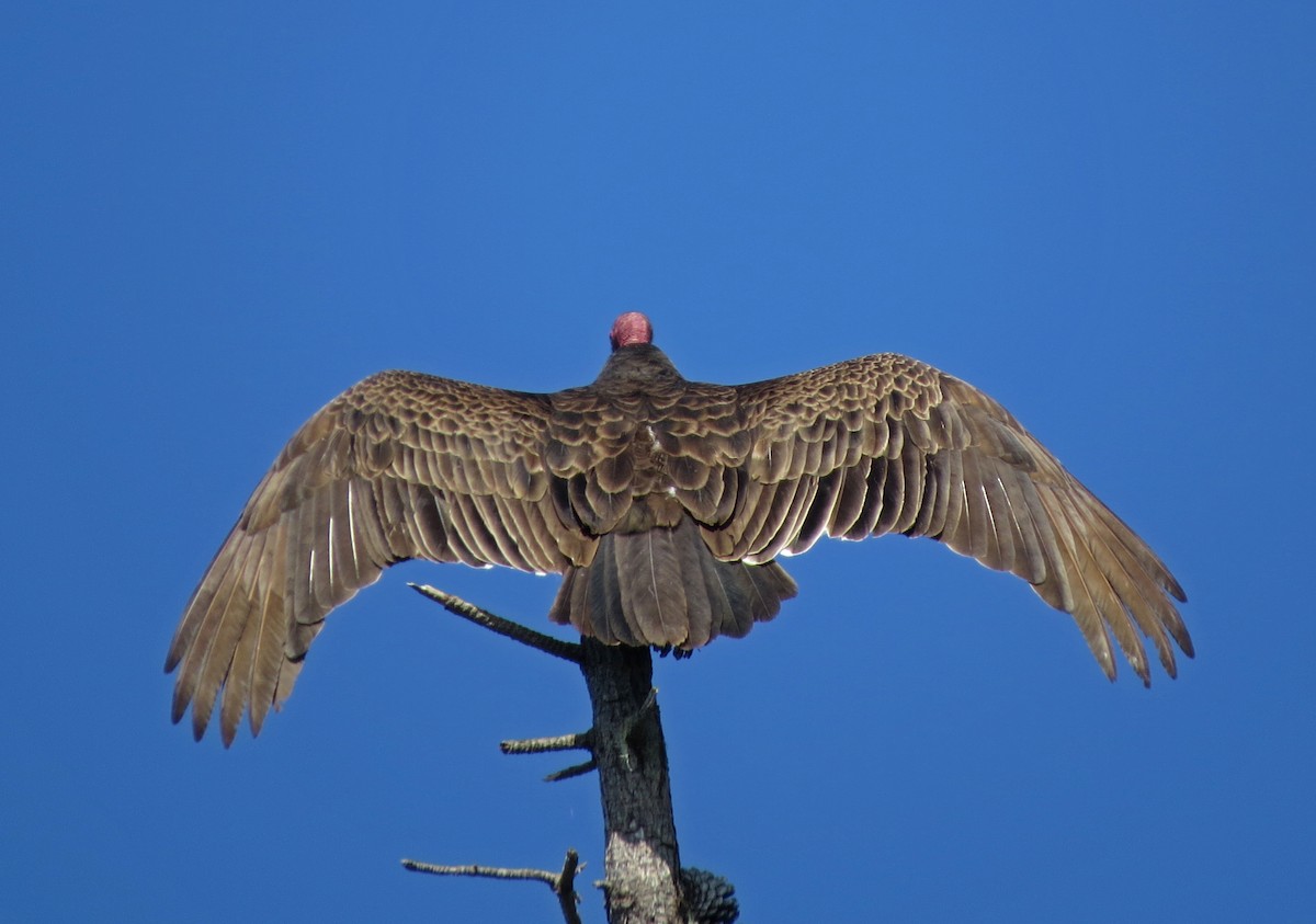 Turkey Vulture - Tom Edell