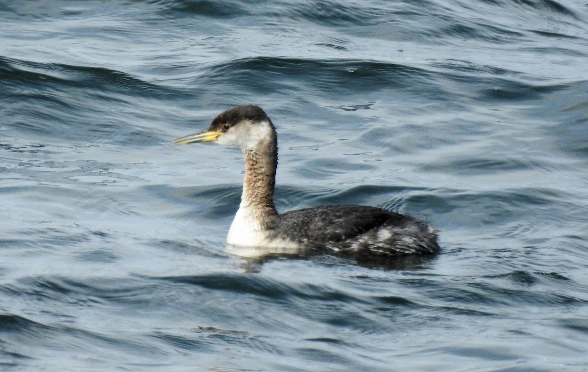 Red-necked Grebe - ML94480481