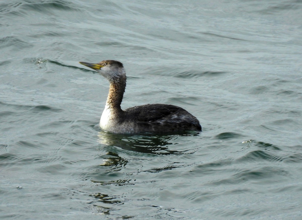 Red-necked Grebe - ML94480491