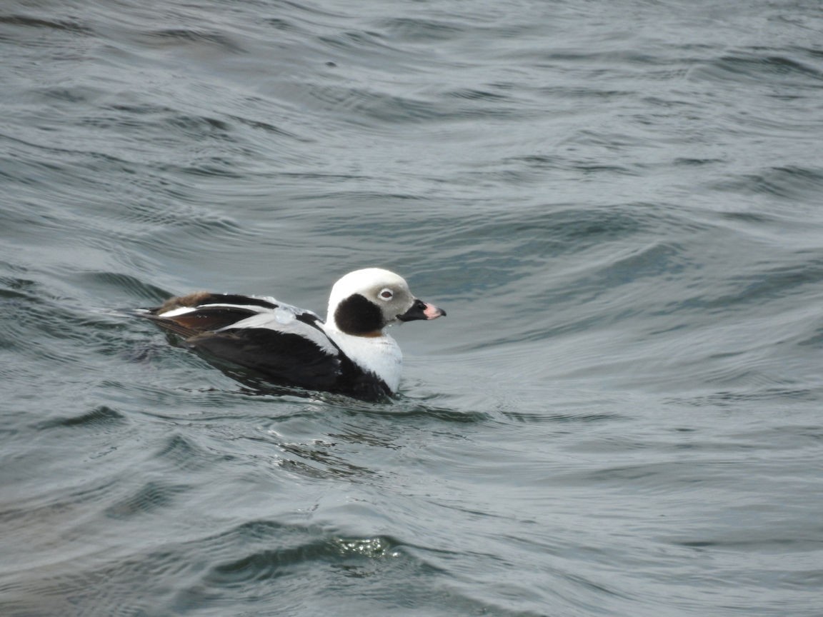 Long-tailed Duck - ML94480571