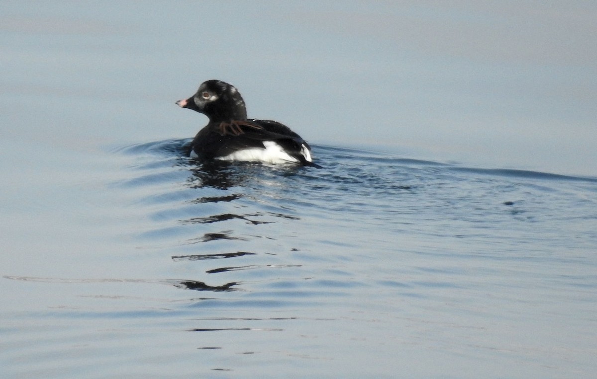 Long-tailed Duck - ML94480581