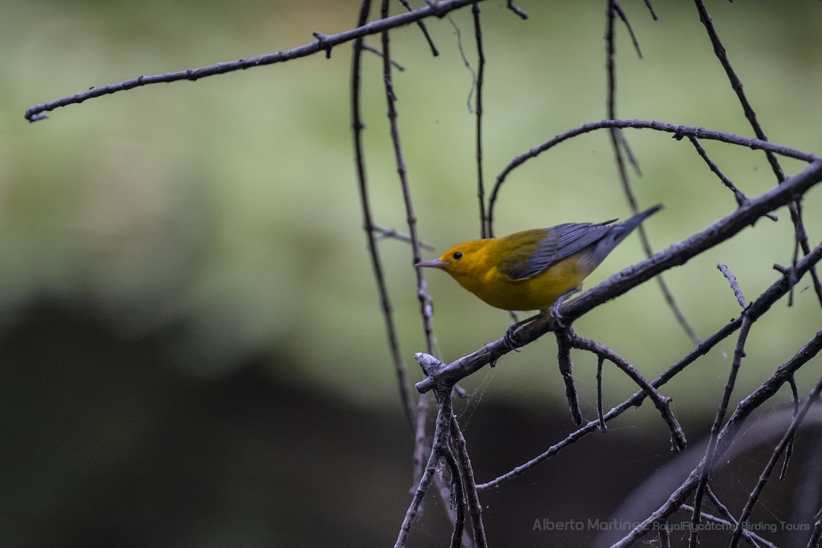 Prothonotary Warbler - RoyalFlycatcher Birding Tours & Nature Photography