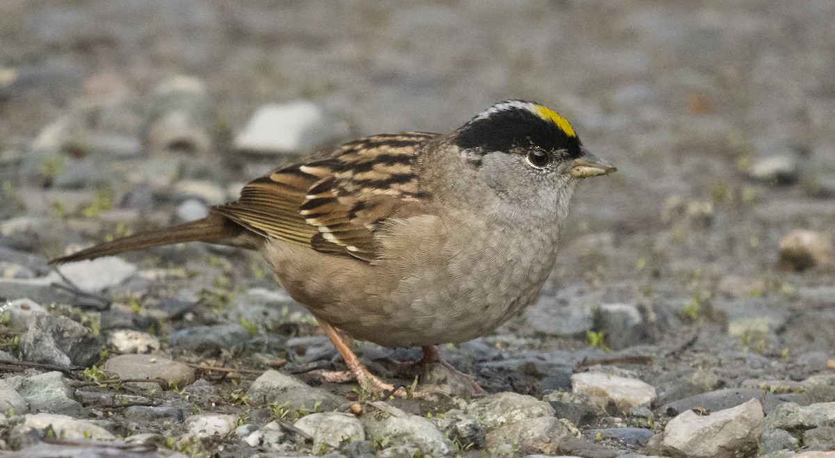 Golden-crowned Sparrow - Ian Routley