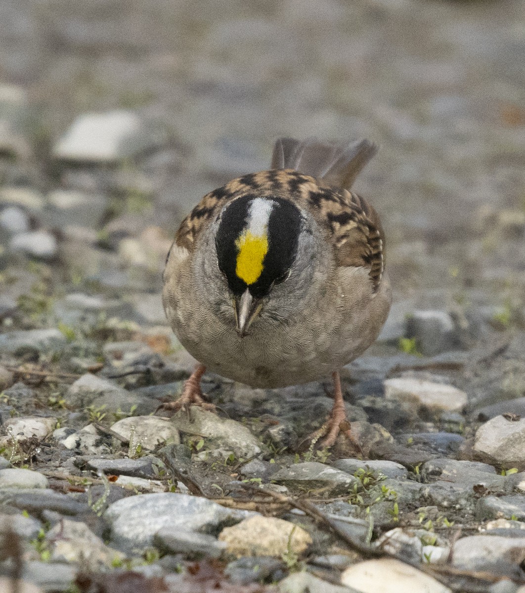 Golden-crowned Sparrow - Ian Routley