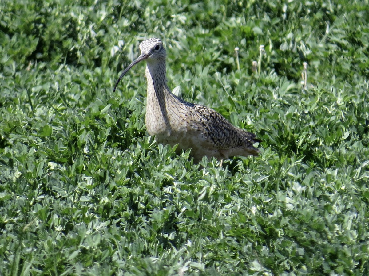 Long-billed Curlew - Sara Griffith