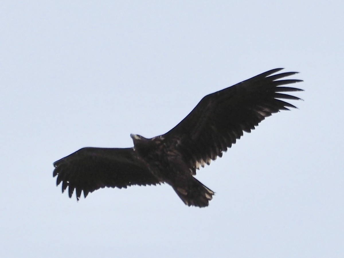 White-tailed Eagle - Kelly Siderio