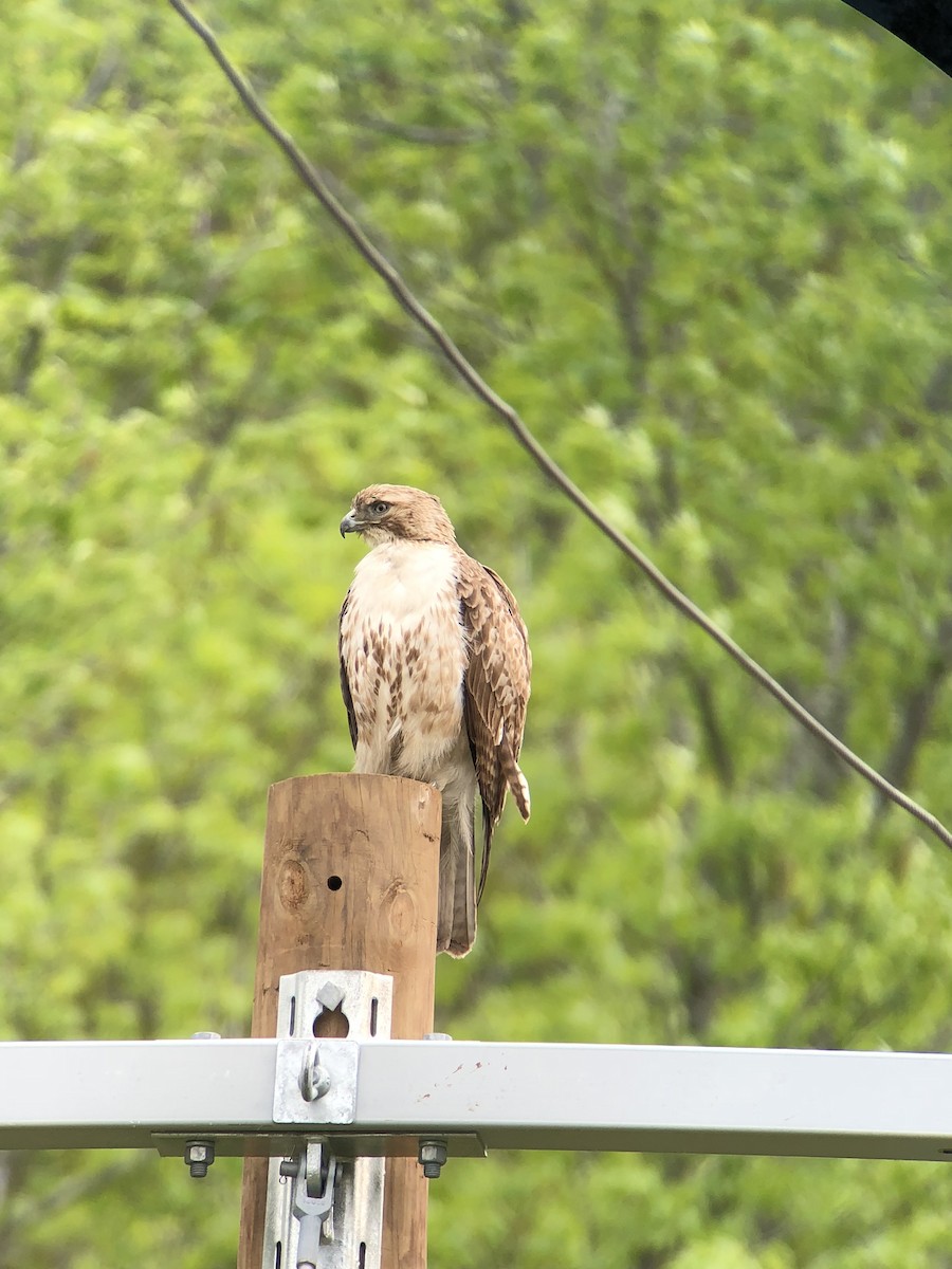 Red-tailed Hawk - ML94495091