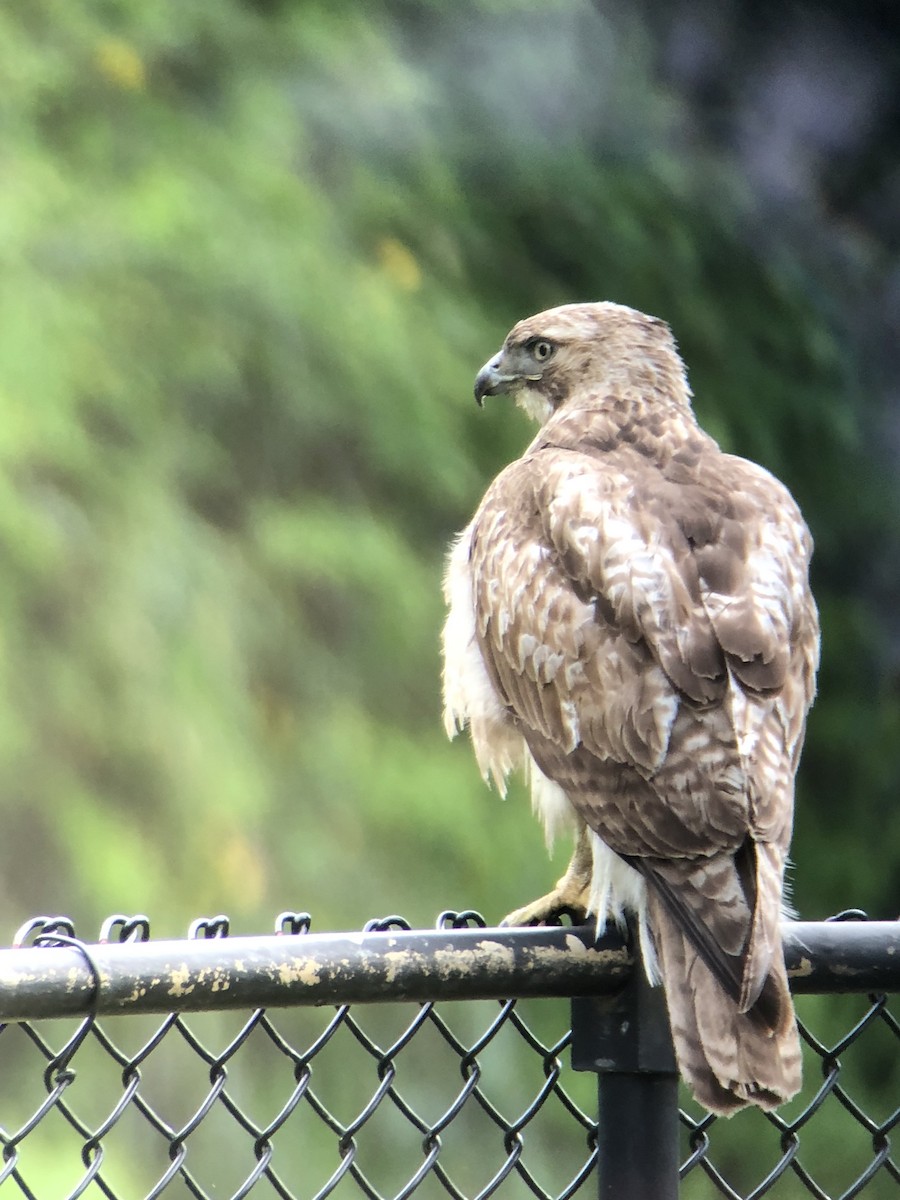 Red-tailed Hawk - ML94495141