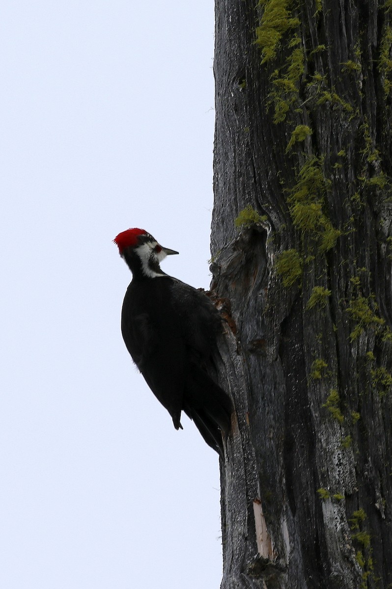 Pileated Woodpecker - ML94497571