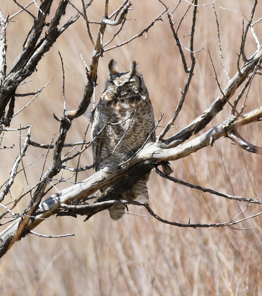 Great Horned Owl - ML94502851