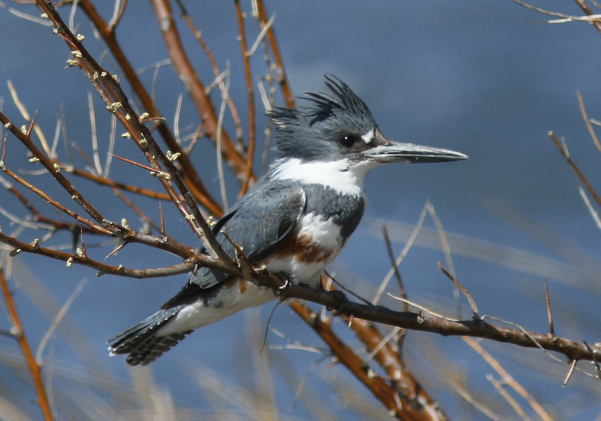 Belted Kingfisher - ML94502921