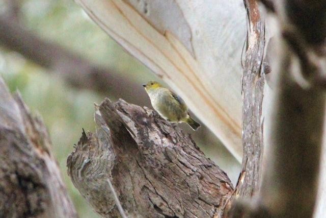 Forty-spotted Pardalote - Birdline Australia