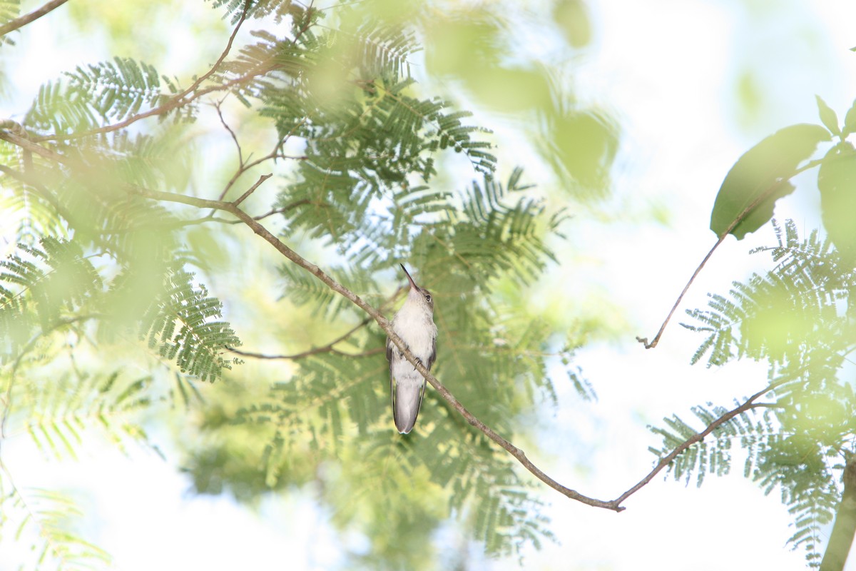 White-bellied Hummingbird - Horacio Luna