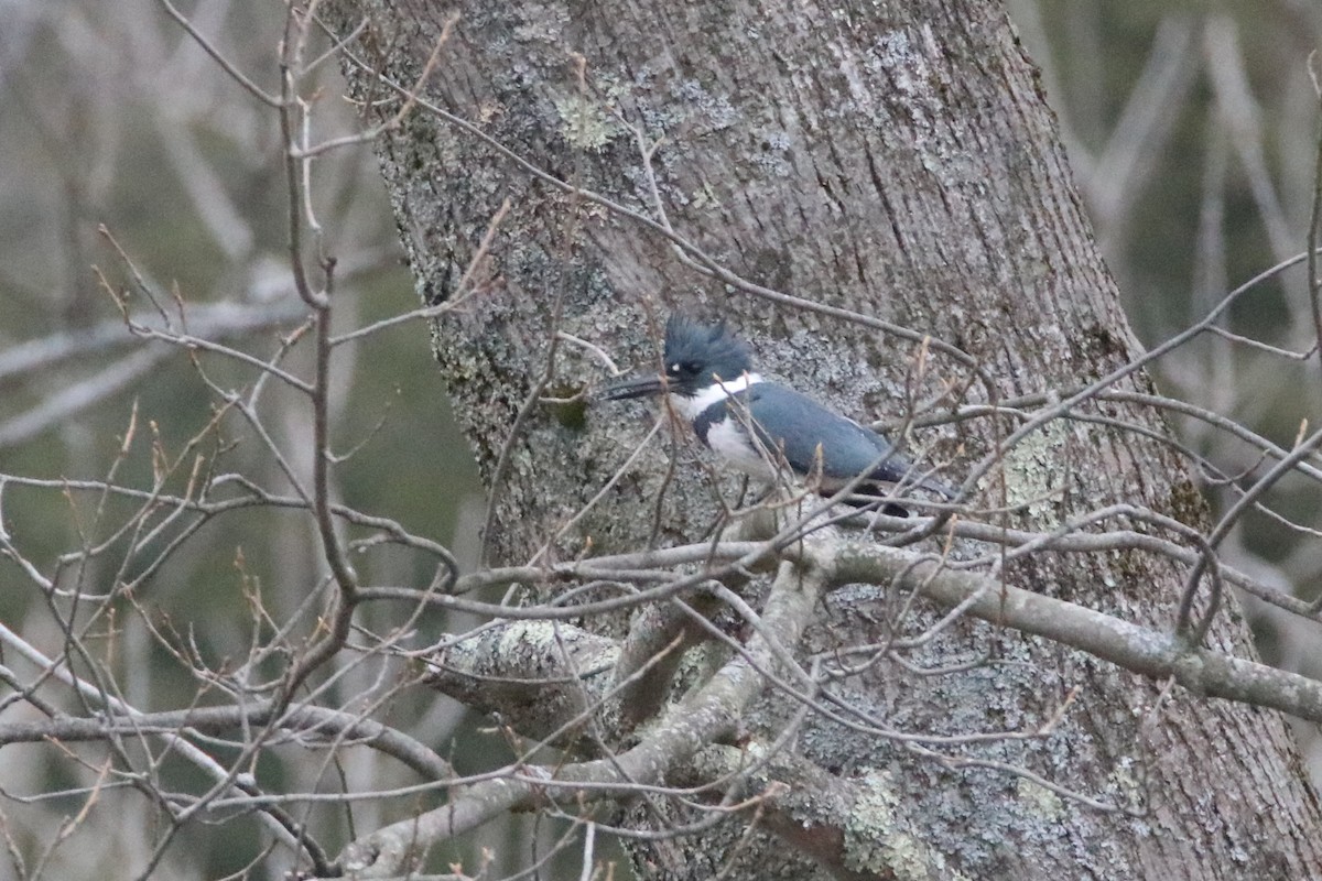 Belted Kingfisher - ML94505551