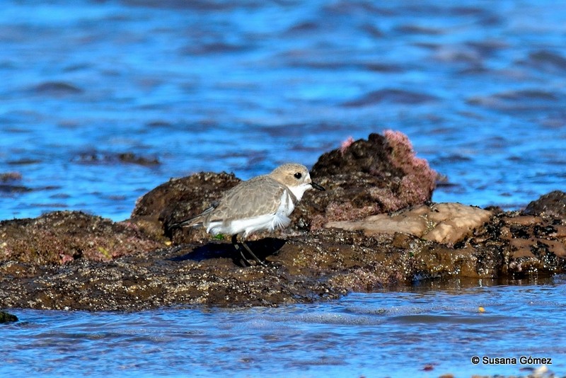 Two-banded Plover - ML94508121