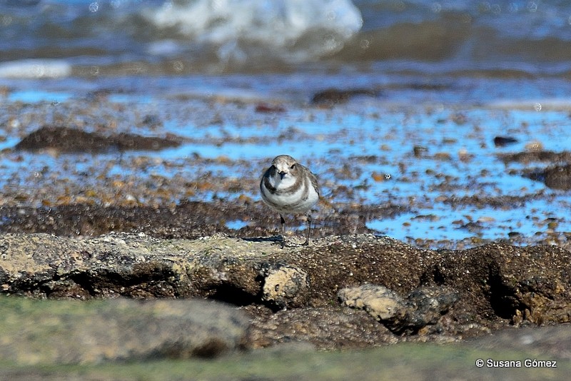Two-banded Plover - ML94508181