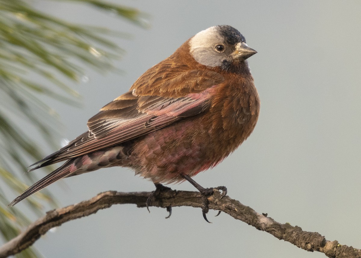Gray-crowned Rosy-Finch - ML94512061