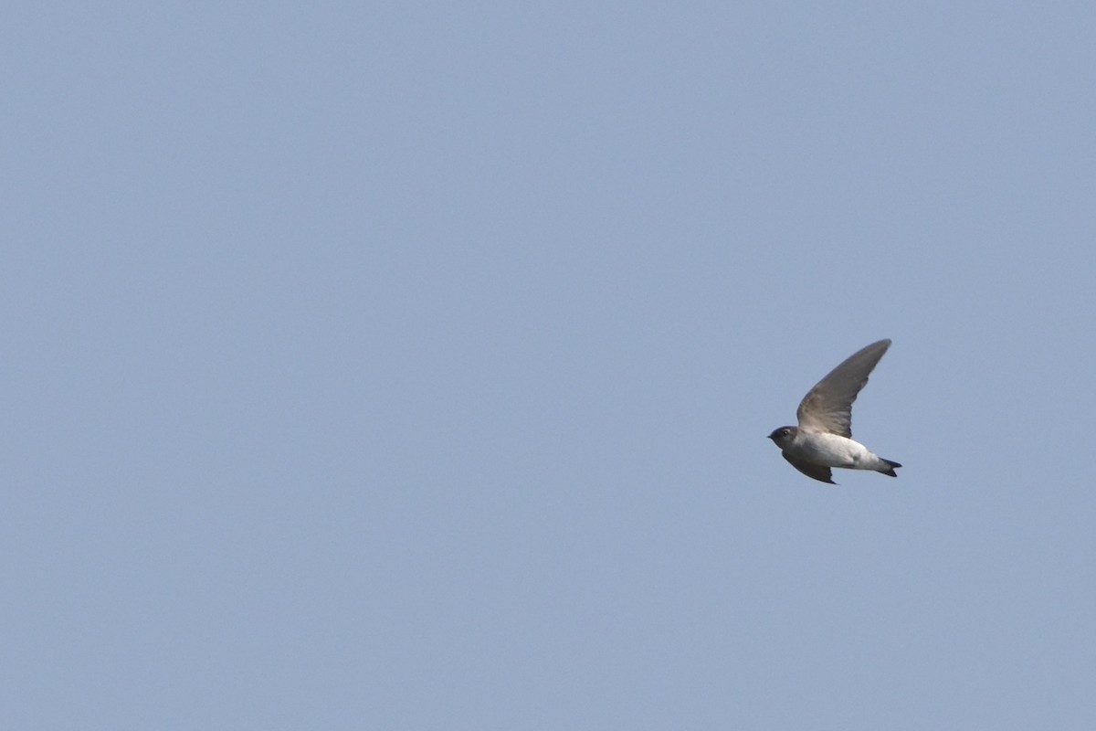 Violet-green Swallow - ML94513261