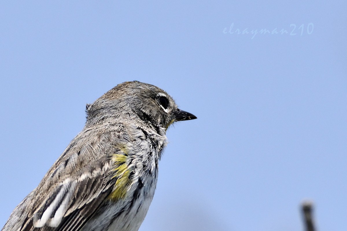 Yellow-rumped Warbler (Audubon's) - ML94513531