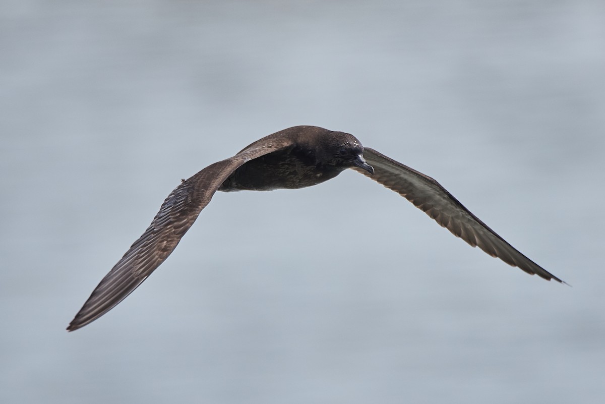 Short-tailed Shearwater - Anonymous