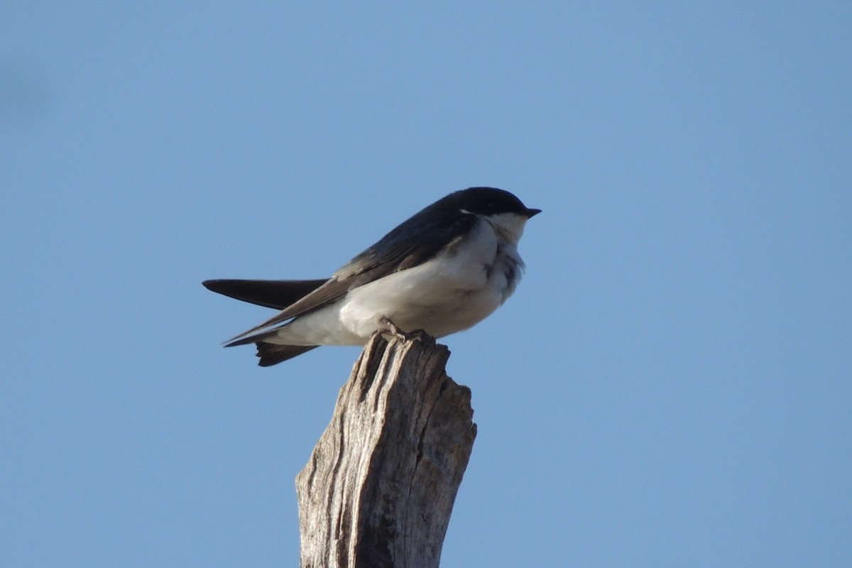 Tree Swallow - ML94515591
