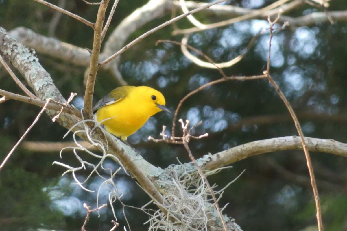 Prothonotary Warbler - ML94516011