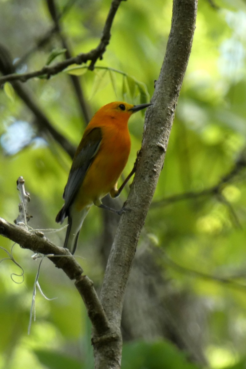Prothonotary Warbler - ML94516371