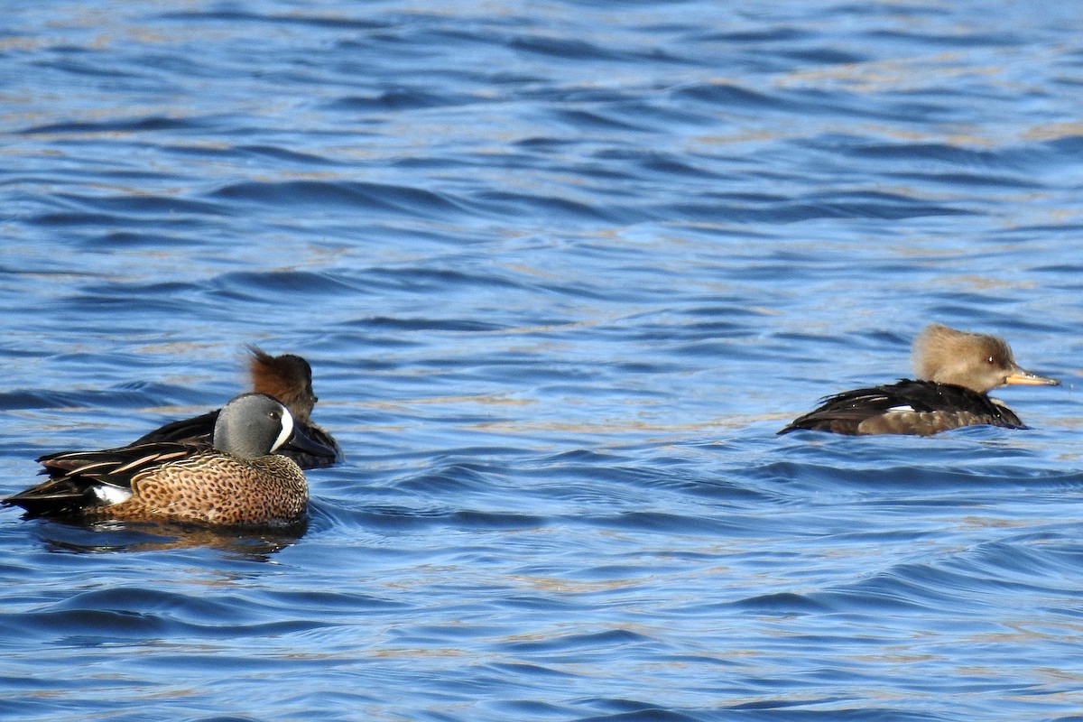 Blue-winged Teal - ML94516921