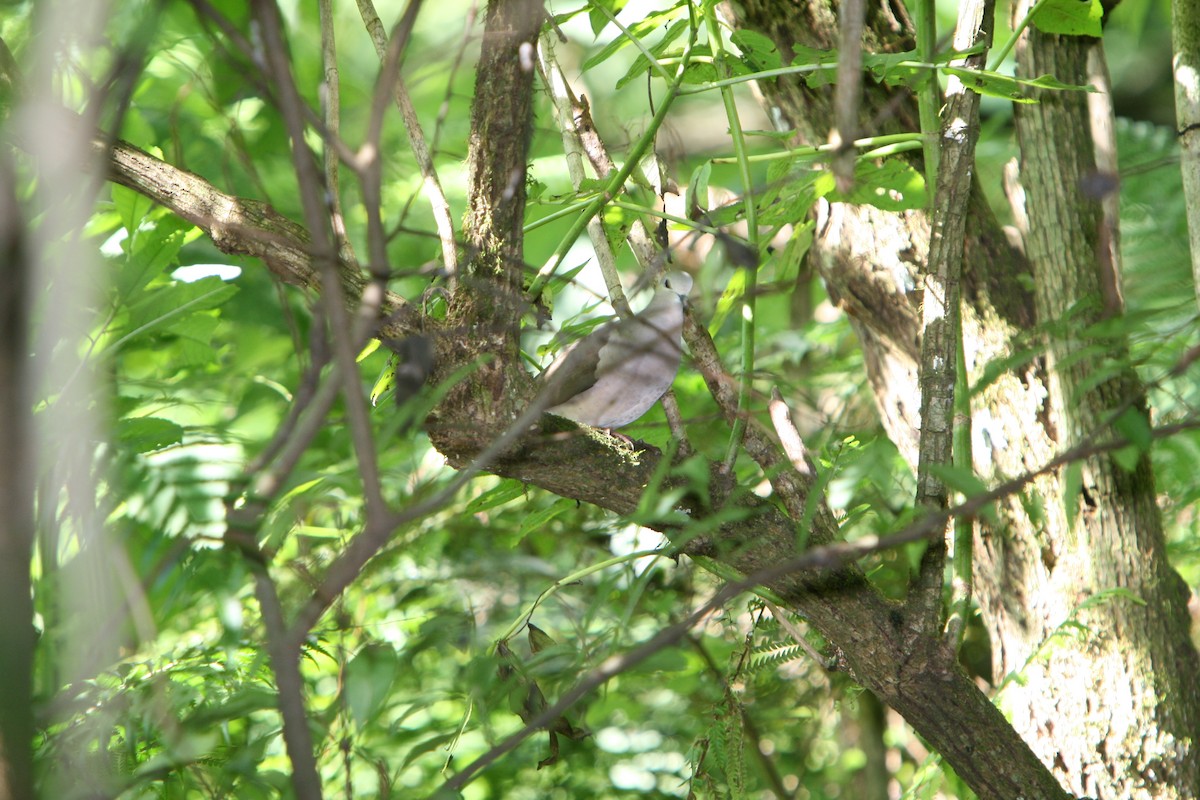 Large-tailed Dove - ML94518851