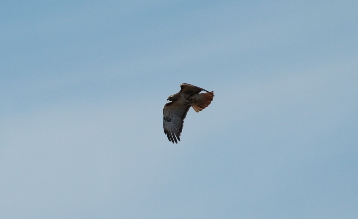 Red-tailed Hawk - ML94520621