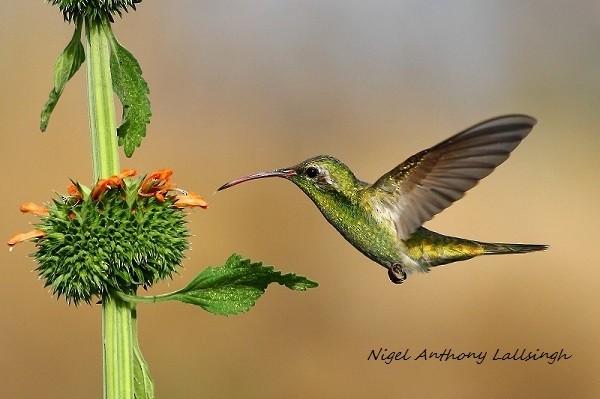 kolibřík rudozobý - ML94521171