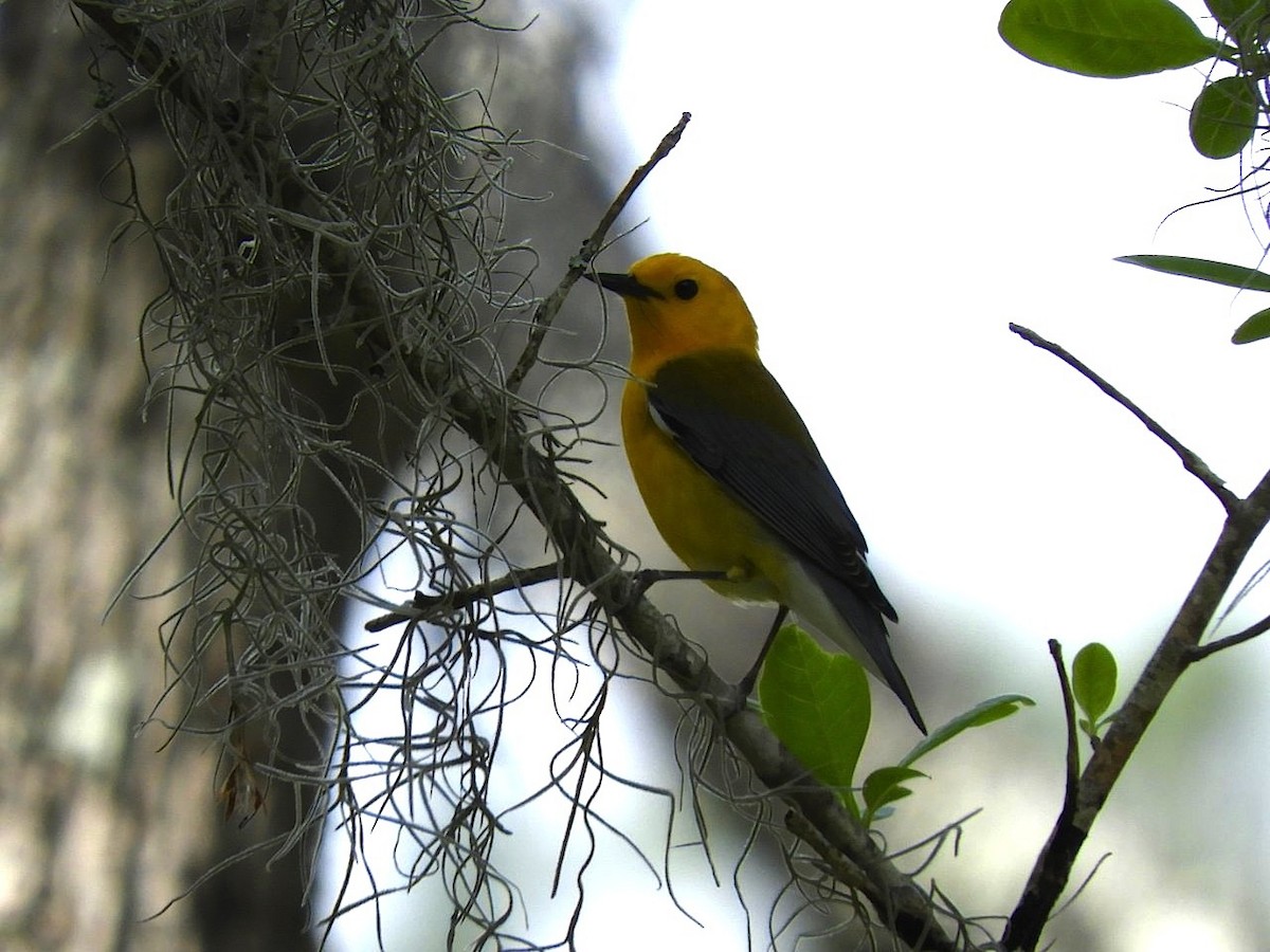 Prothonotary Warbler - ML94525031